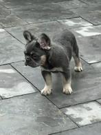 Franse bulldog puppy’s waarvan  1 fluffy, Dieren en Toebehoren, Particulier, Rabiës (hondsdolheid), 15 weken tot 1 jaar, Buitenland