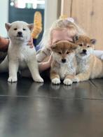 Shiba Inu pups, Dieren en Toebehoren, Overige rassen, CDV (hondenziekte), 8 tot 15 weken, Meerdere