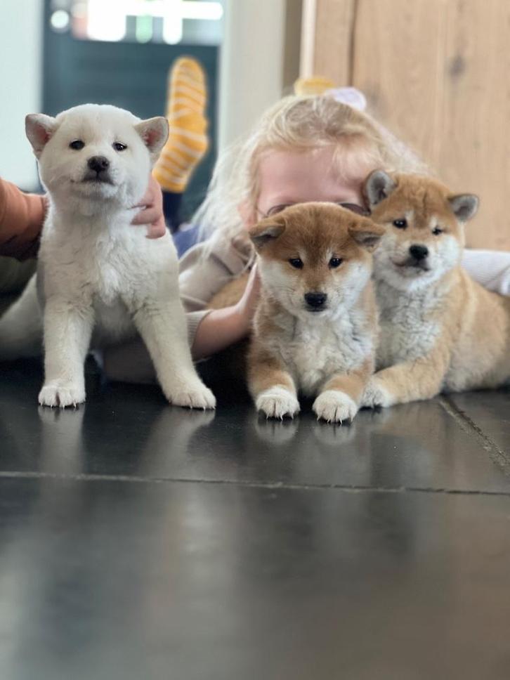 Shiba Inu pups, Dieren en Toebehoren, Honden | Poolhonden, Keeshonden en Oertypen, Meerdere dieren, Overige rassen, Particulier