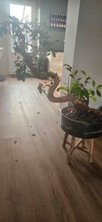 Bonsai Ficus Gensing 90 cm hoog, Huis en Inrichting, Kamerplanten, Ophalen, Ficus, Halfschaduw, Minder dan 100 cm