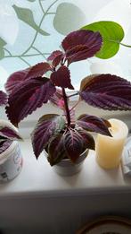 Planten, Tuin en Terras, Planten | Tuinplanten, Ophalen of Verzenden