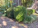 Mooie struiken: buxus, taxus, hulst, coniferen oa., Tuin en Terras, Planten | Struiken en Hagen, Ophalen, Buxus, 100 tot 250 cm