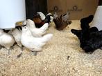 Jonge tamme Antwerpse Baardkriel kippen Gesekst en ingeënt, Dieren en Toebehoren, Pluimvee, Vrouwelijk, Kip
