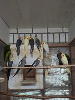 Te koop Valkparkieten, Meerdere dieren, Parkiet