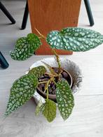 Begonia, Ophalen of Verzenden, Halfschaduw, Minder dan 100 cm