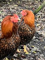 Wyandotte haan kriel, Dieren en Toebehoren, Pluimvee