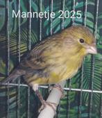 Kanarie man 2025, Dieren en Toebehoren, Vogels | Kanaries, Mannelijk, Kleurkanarie