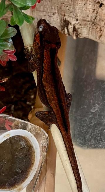 Zeer mooie Rode auriculatus / gargoyle beschikbaar voor biedingen