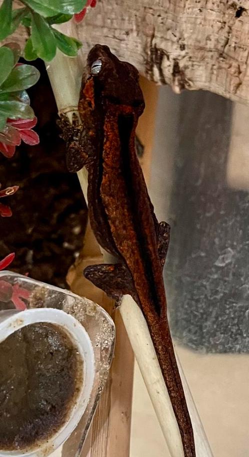 Zeer mooie Rode auriculatus / gargoyle, Dieren en Toebehoren, Reptielen en Amfibieën, Hagedis