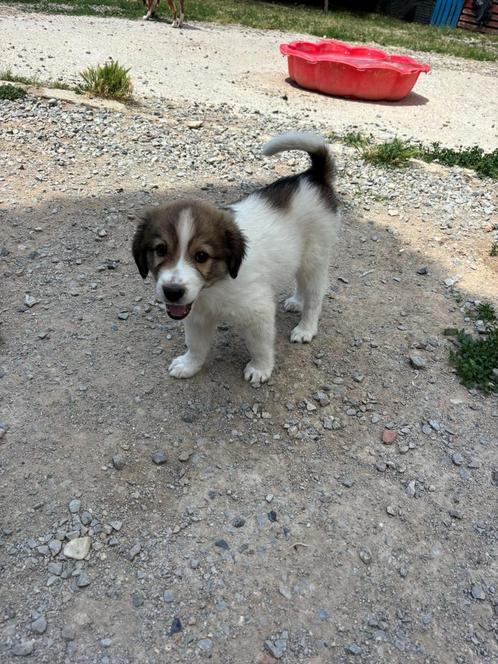 Zachte Maple zoekt een liefdevol en rustig thuis., Dieren en Toebehoren, Honden | Niet-rashonden, Groot, Teef, Particulier, Eén hond