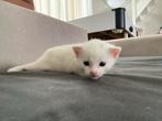 Kittens!, Meerdere dieren, Kortharig, 0 tot 2 jaar