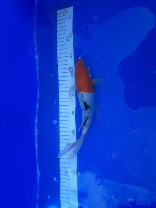 ER ZIJN WEER MOOIE NIEUWE KOI  5 halen = 4 betalen € 25, ps, Dieren en Toebehoren, Vissen | Vijvervissen, Karper of Koi