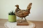 Taxidermie opgezet sierkippetje, Verzamelen, Dierenverzamelingen, Ophalen of Verzenden, Gebruikt, Boerderijdier, Opgezet dier