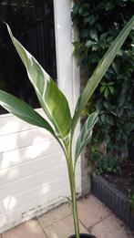 Canna Stuttgart, Volle zon, Vaste plant, Zomer, Ophalen