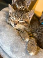 Britse korthaar kittens, Meerdere dieren, Ontwormd