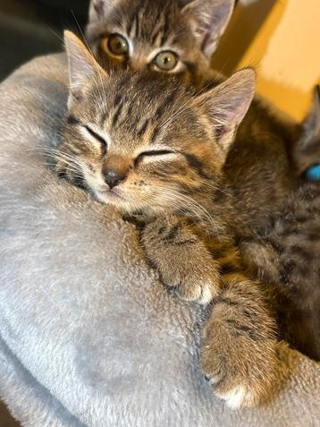 Britse korthaar kittens beschikbaar voor biedingen