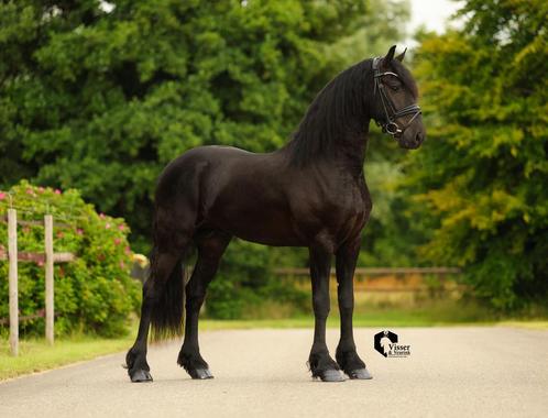 Plaatje van een friese hengst, Dieren en Toebehoren, Paarden