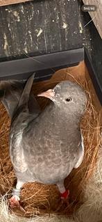 Hoogvlieger (sinei), Dieren en Toebehoren, Meerdere dieren, Overige soorten