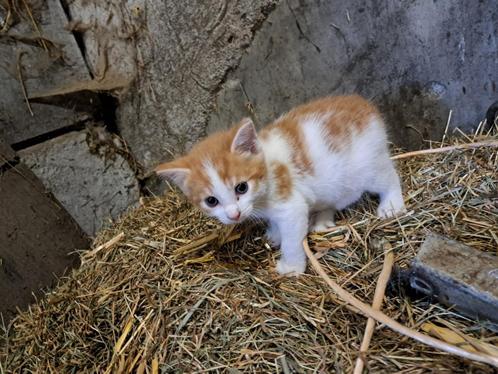 kittens, Dieren en Toebehoren, Katten en Kittens | Raskatten | Korthaar, Meerdere dieren, 0 tot 2 jaar, Ontwormd