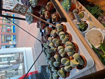 Lithops (levende steentjes) beschikbaar voor biedingen