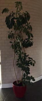 Mooie gezonde Schefflera arboricola kamerplant, 1m 53 hoog, Huis en Inrichting, Ophalen, Volledige schaduw, Overige soorten, 150 tot 200 cm