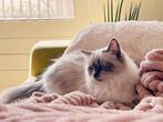 Ragdoll poes, Dieren en Toebehoren, Poes, Gechipt