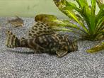 L nummer pleco, Vis