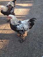 Jonge brahma haan te koop, Dieren en Toebehoren, Pluimvee, Mannelijk, Kip