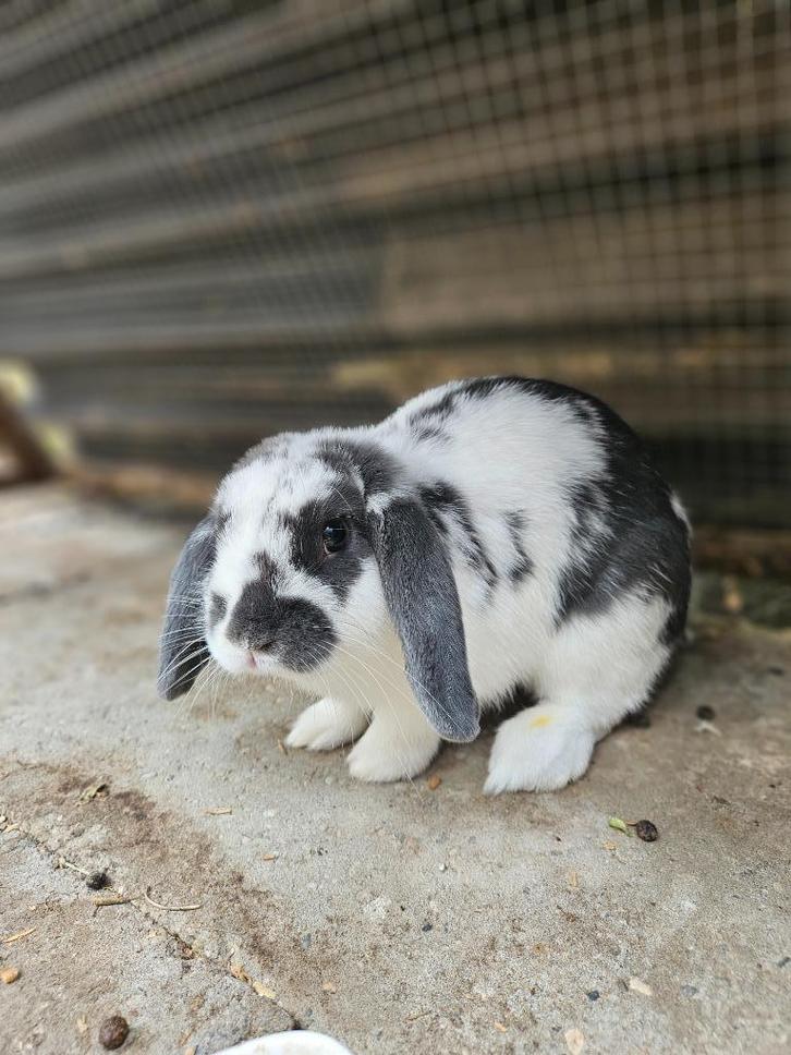 Lief rammetje te koop, Dieren en Toebehoren, Konijnen, Dwerg, Mannelijk, 0 tot 2 jaar, Hangoor