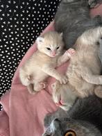Britse korthaar kittens, Dieren en Toebehoren, Katten en Kittens | Raskatten | Korthaar, Meerdere dieren