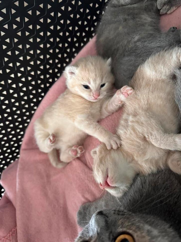 Britse korthaar kittens, Dieren en Toebehoren, Katten en Kittens | Raskatten | Korthaar, Meerdere dieren