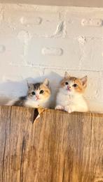 Britse  koorthaar kitten te koop, Dieren en Toebehoren, Katten en Kittens | Raskatten | Korthaar, Poes, Ontwormd, 0 tot 2 jaar