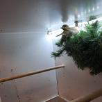 Groenlingen koppel, Dieren en Toebehoren, Meerdere dieren