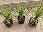 Yucca gloriosa var. tristis, Tuin en Terras, Planten | Tuinplanten, Ophalen, Zomer, Overige soorten, Volle zon