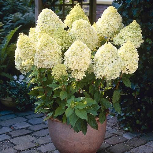 Pluimhortensia, Hydrangea Paniculata Limelight, Tuin en Terras, Planten | Struiken en Hagen, Struik, Hortensia, Minder dan 100 cm