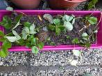 aardbeien stekjes, Volle zon, Vaste plant, Ophalen of Verzenden, Zomer