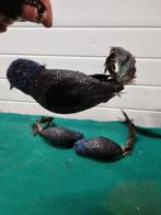-	Kerst vogels zwart 2x met glitters, Diversen, Kerst, Ophalen of Verzenden
