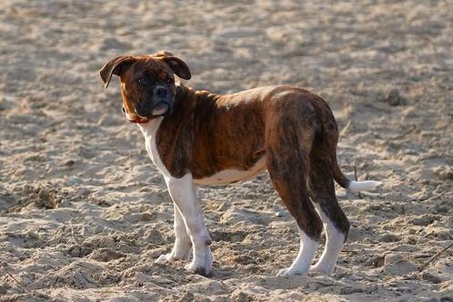 Amerikaanse Bulldog puppy's, Dieren en Toebehoren, Honden | Bulldogs, Pinschers en Molossers, Meerdere dieren, Bulldog, Particulier