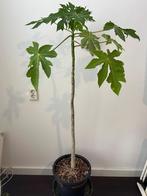 140cm 3jr oude Carica Papaya Sunnybees Boom, Tuin en Terras, Planten | Bomen, Halfschaduw, Overige soorten, Minder dan 100 cm