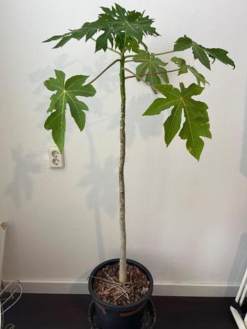  140cm 3jr oude Carica Papaya Sunnybees Boom beschikbaar voor biedingen
