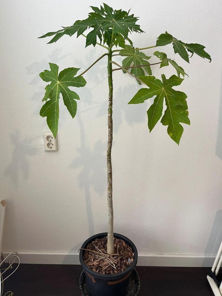140cm 3jr oude Carica Papaya Sunnybees Boom, Tuin en Terras, Planten | Bomen, Overige soorten, Minder dan 100 cm, Halfschaduw