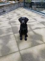 Labrador teefje, 4 maanden, Dieren en Toebehoren, Honden | Retrievers, Spaniëls en Waterhonden, Parvo, 15 weken tot 1 jaar, Teef