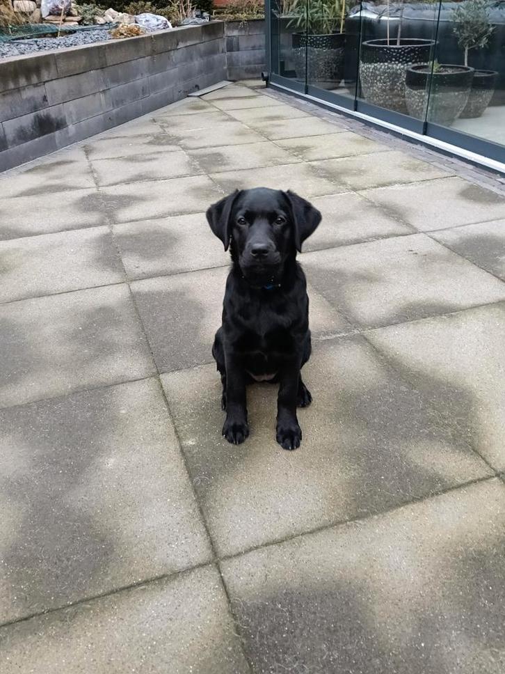 Labrador teefje, 4 maanden, Dieren en Toebehoren, Honden | Retrievers, Spaniëls en Waterhonden, Teef, Labrador retriever, Particulier