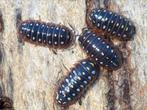 Armadillidium klugii ‘Montenegro’, Overige soorten