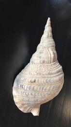 Tritornshoorn Schelp Groot Exemplaar, Ophalen of Verzenden, Schelp(en)