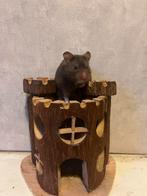 Jonge goudhamster, Dieren en Toebehoren, Knaagdieren, Hamster, Vrouwelijk, Januari, Tam