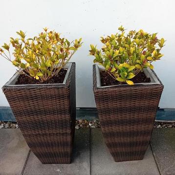 GRATIS OPHALEN!! 2 rieten bloembakken met planten beschikbaar voor biedingen