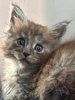 Maine Coon katertje (black smoke), Kater, Gechipt, 0 tot 2 jaar