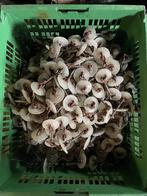 Voerkettingen - Diverse lengtes, Dieren en Toebehoren, Schapen, Geiten en Varkens, Meerdere dieren