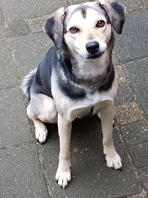 Sportieve Sky zoekt wandelmaatje!, Dieren en Toebehoren, Honden | Niet-rashonden, Middel, Teef, Particulier, Eén hond, Buitenland